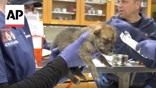 Wolf pups born at Chicago zoo placed into dens as part of recovery program