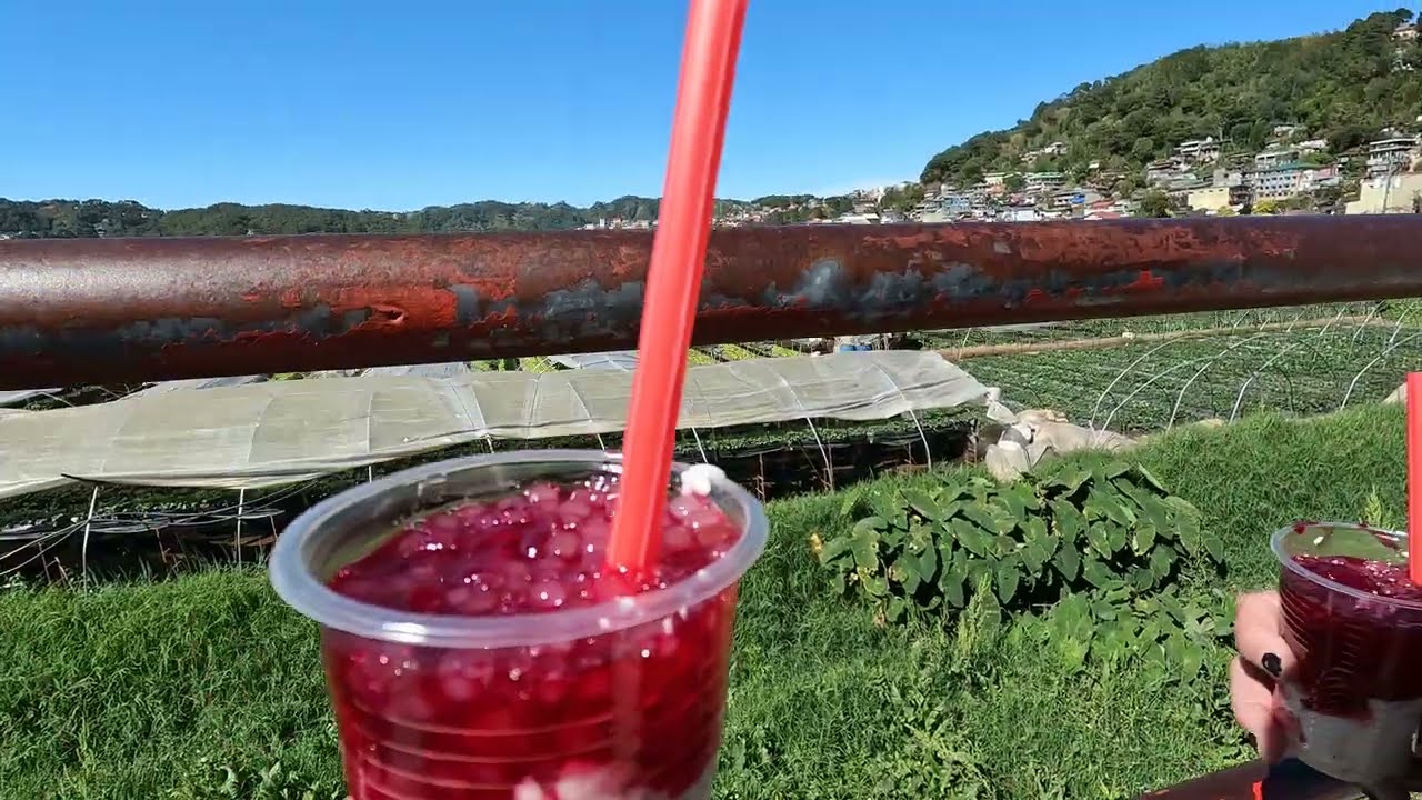 Strawberry farm/Baguio