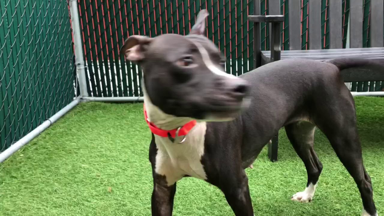 camera iphone 8 plus apk BAILEY 57177 is tiny and tons of fun NYCACC