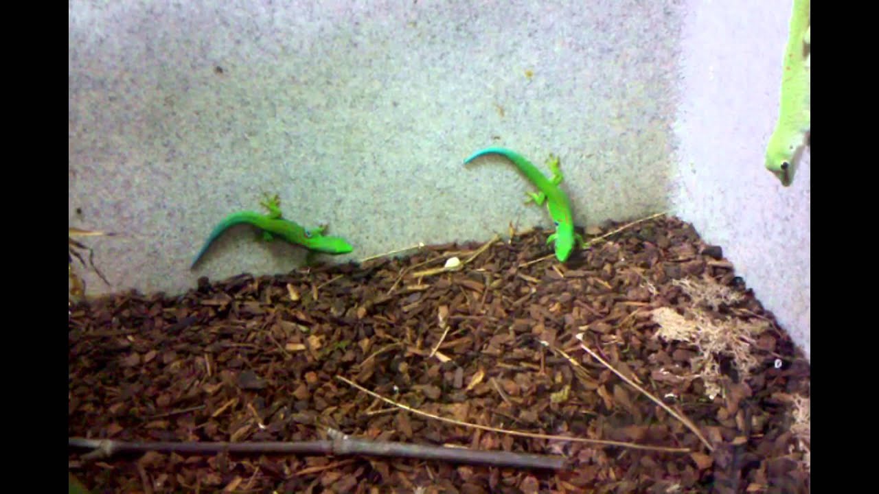 green tree python for sale uk Goliath Bird Eater and other Covet animals