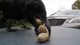 Crows Can't Get Enough Peanuts!