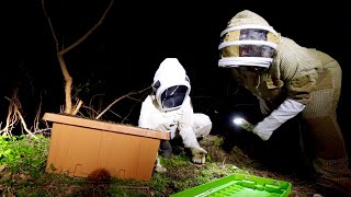 Night Honey Bee Swarm Rescue- We Needed to Act Fast!!!!!