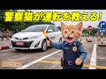 【まさか】子猫ここにゃんが1日警察官に挑戦！15の任務を完璧達成して表彰された結果…👮🐱🏅✨