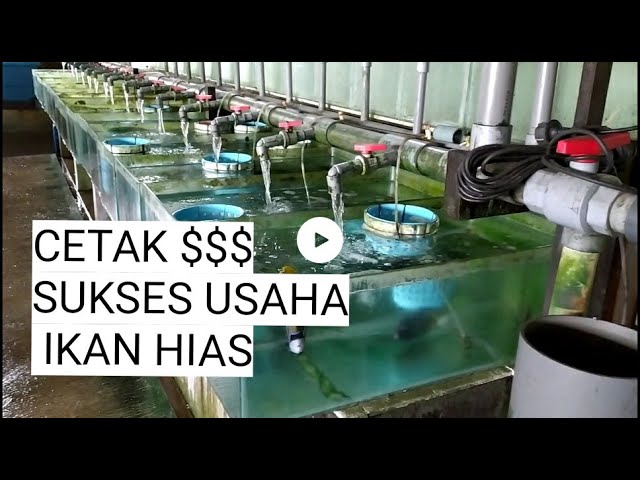 4000 Buka Usaha Ikan Hias Air Laut HD