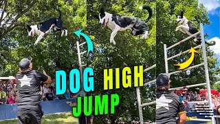 Dog Clearing 9 Feet Jump