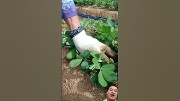 Mẹo trồng lạc siêu củ #agriculture #satisfying #farmer #farming #funny
