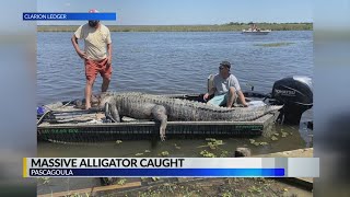 Hunters Bag Huge Gator in Pascagoula