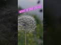 Flowers Music Lake Helpmemakethismakesense Flowers Music Lake Helpmemakethismakesense