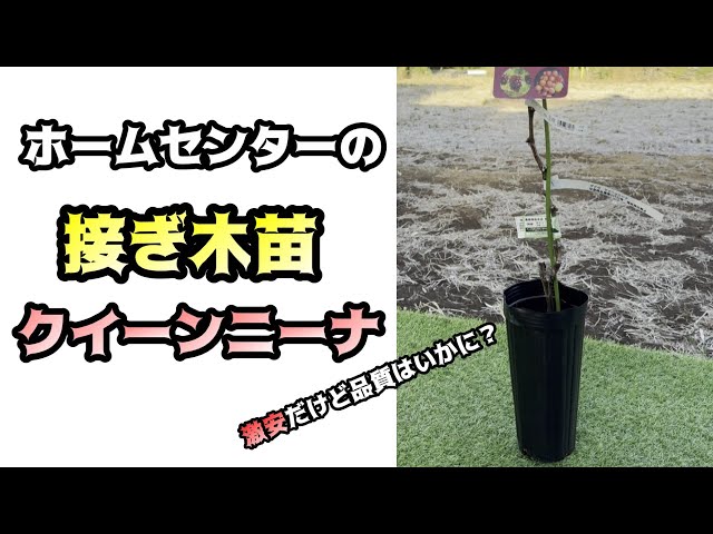 ホームセンター【接木苗クイーンニーナ】どうなの？＃ぶどう＃栽培