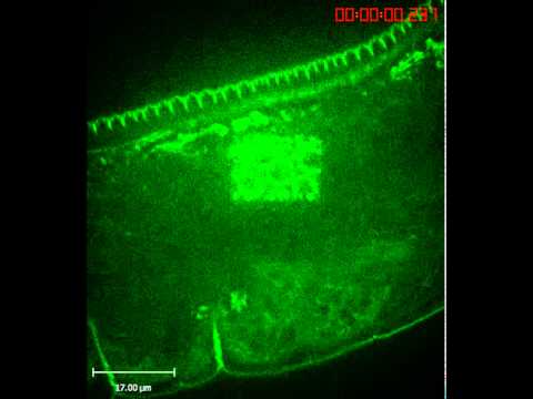 Vidéo: 3DMMS: Segmentation Morphologique Membranaire 3D Robuste De L'embryon De C. Elegans