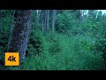 Walking in Norwegian Rain: Forest Walk (4k asmr)