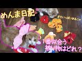 うちの猫を甘やかします。かぶりもの大量買いで七変化。【ねこすぷれ】