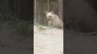 😳 Медведь встретил на дороге 🤔 ЯНАО г. Муравленко
