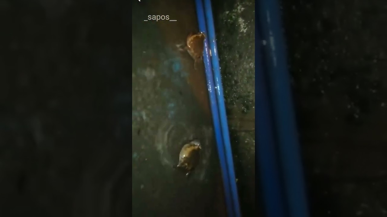 Frog Battle ( sapos )