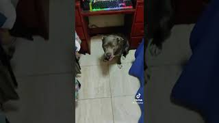 Díganle así al perro 🐕 aver si el perro les responde 😂😂