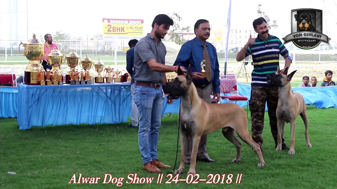 great dane dog show 2018