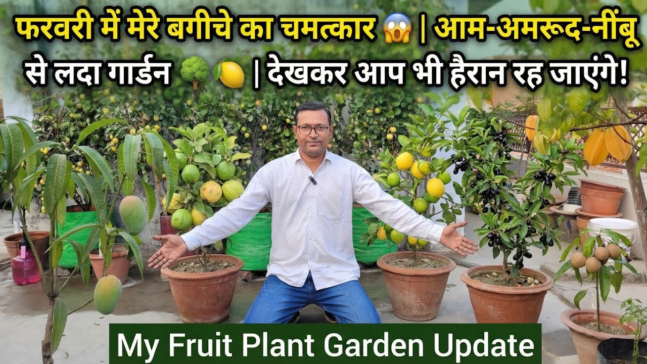 फरवरी में मेरे बगीचे का चमत्कार 😱 | आम-अमरूद-नींबू से लदा गार्डन 🌳🍋 | देखकर आप भी हैरान रह जाएंगे!