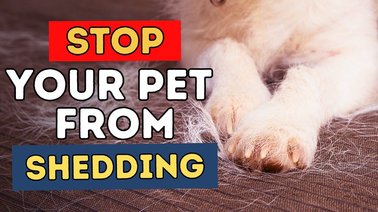 7 Tips To Stop Your Pet From Shedding
