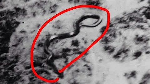 The 1959 Congo Snake Photo