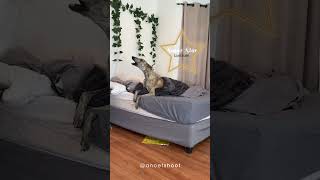 Greyhound tantrum greyhound dogs,dogs funny videos,funny dog video,the dodo,funny dog,cute dog video