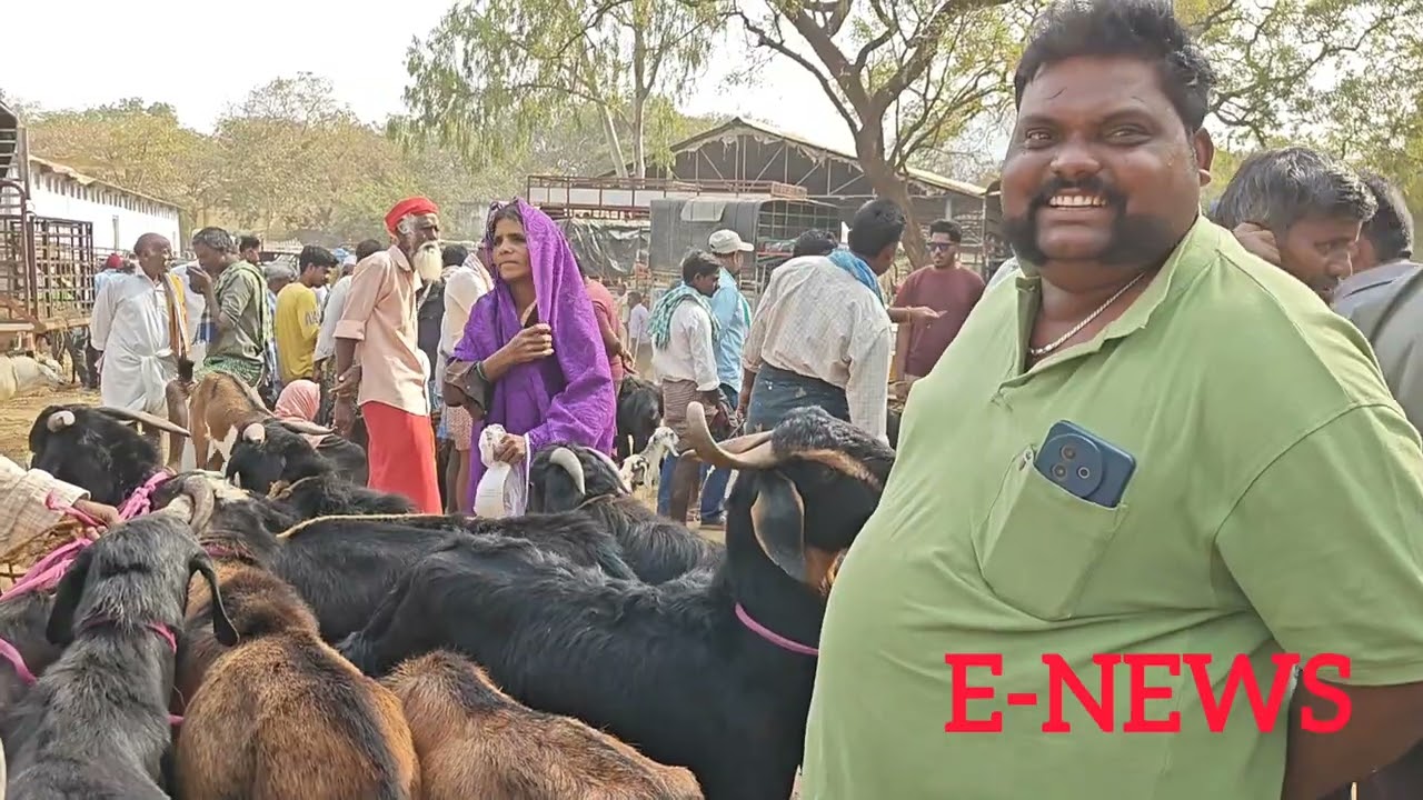 కదిరి మార్కెట్ యార్డ్ లో ప్రతి మంగళవారం గొర్రెల మేకల సంత (పార్ట్ 1) జరుగుతుంది 10.2.2026