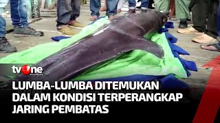 Tim Damkar dan Warga Berusaha Selamatkan Lumba-lumba Terjebak Lumpur di Kendari | Ragam Perkara
