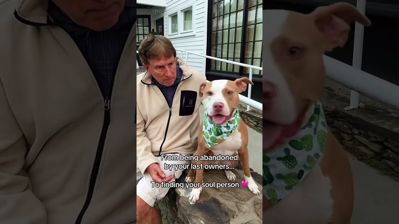 Спасенная собака нашла любящего хозяина 