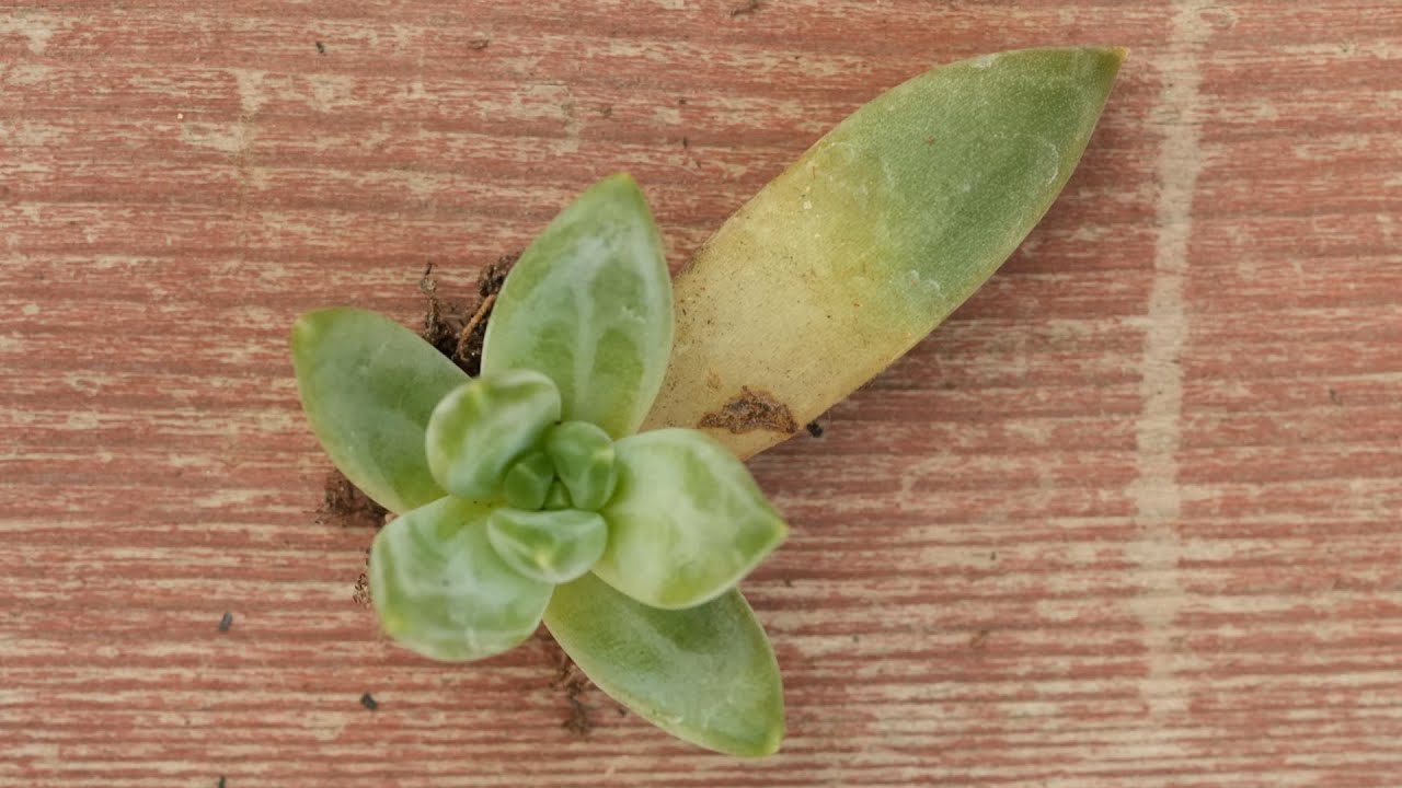 442【今なら増える】葉挿しが育たない方必見。ふっくら多肉の葉