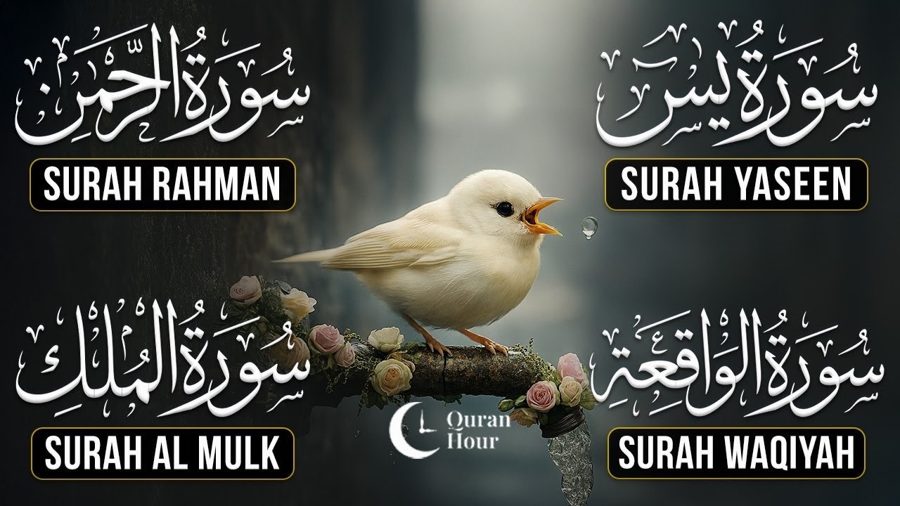 Surah Yasin | Surah Rahman | Surah Waqia | Surah Mulk | Full HD | Quran Hour | Alaa Aqel