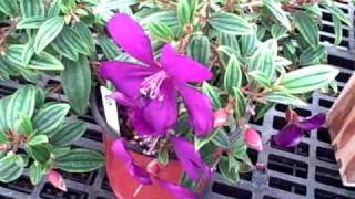Princess flower