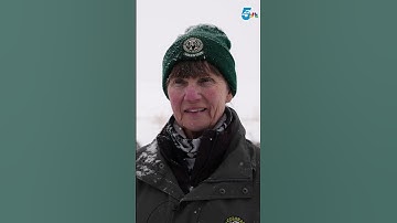 Sandhill Crane Migration