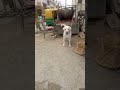 white labrador