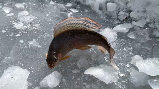Зимняя рыбалка на Амуре 2021 ПОЙМАЛ РАЗНОРЫБИЦУ(Хариус, Ленок, Конь)