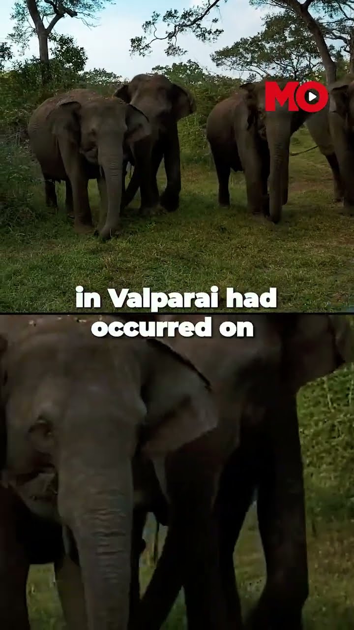 Fatal Elephant Encounter: 77-Year-Old German Tourist Dies in Coimbatore Attack