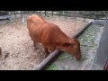 Vacas comiendo nopal