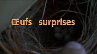 suivi d'élevage d'oiseaux exotiques + œuf surprise