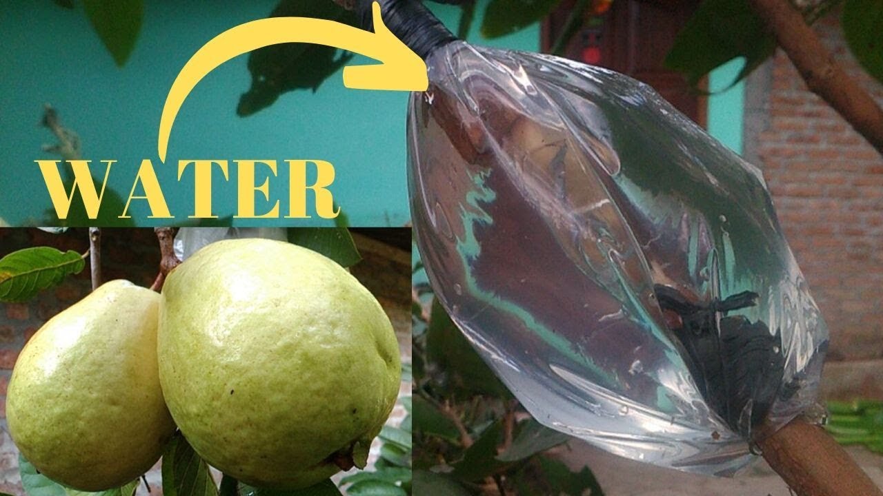 gardening tips for cucumbers Guava Air Layering Propagation with Water
