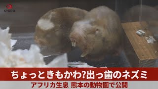 ちょっとキモかわ?出っ歯のネズミ アフリカ生息、熊本の動物園で公開