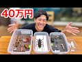 年に1度の昆虫イベントで40万円分の虫を爆買いしました