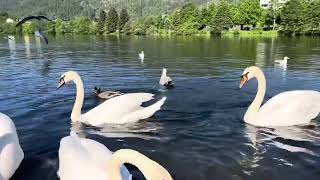 Fantastic sight in #tveiten #swans #handfeeding up close in the #birdwater #birds #birdsounds