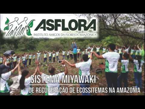 Sistema Miyawaki de recuperação de ecossistemas na Amazônia - INSTITUTO ASFLORA