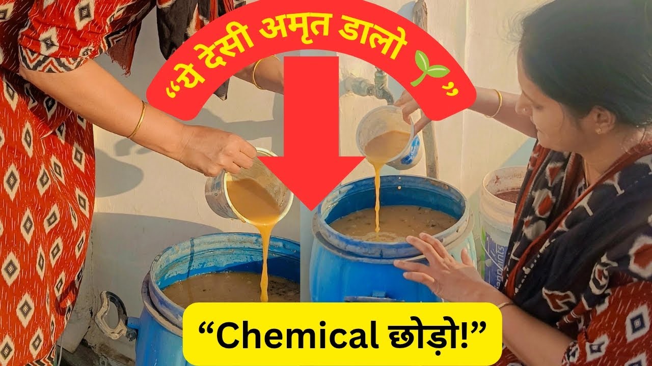 Chemical छोड़ो,आजमाओ ये देसी जीवामृत —जो जड़ों से लेकर पत्तों तकपौधों को बना देता है सुपर हेल्दी 