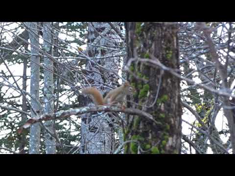 Adorable young American red squirrel - scolding, barking, tail flagging, foot stomping.