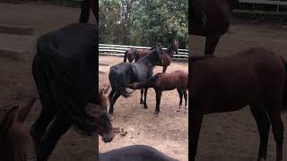 Baby Horse Nursing On The Horse Farm - Very Rare Occurrence - Beautiful Herd