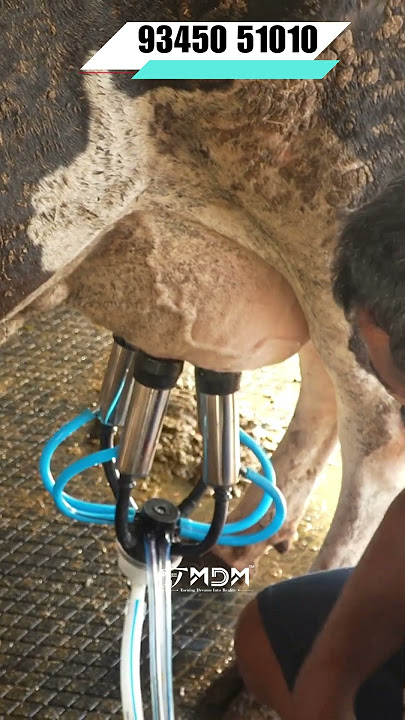 5 Reasons Why MDM Is The BEST MILKING MACHINE