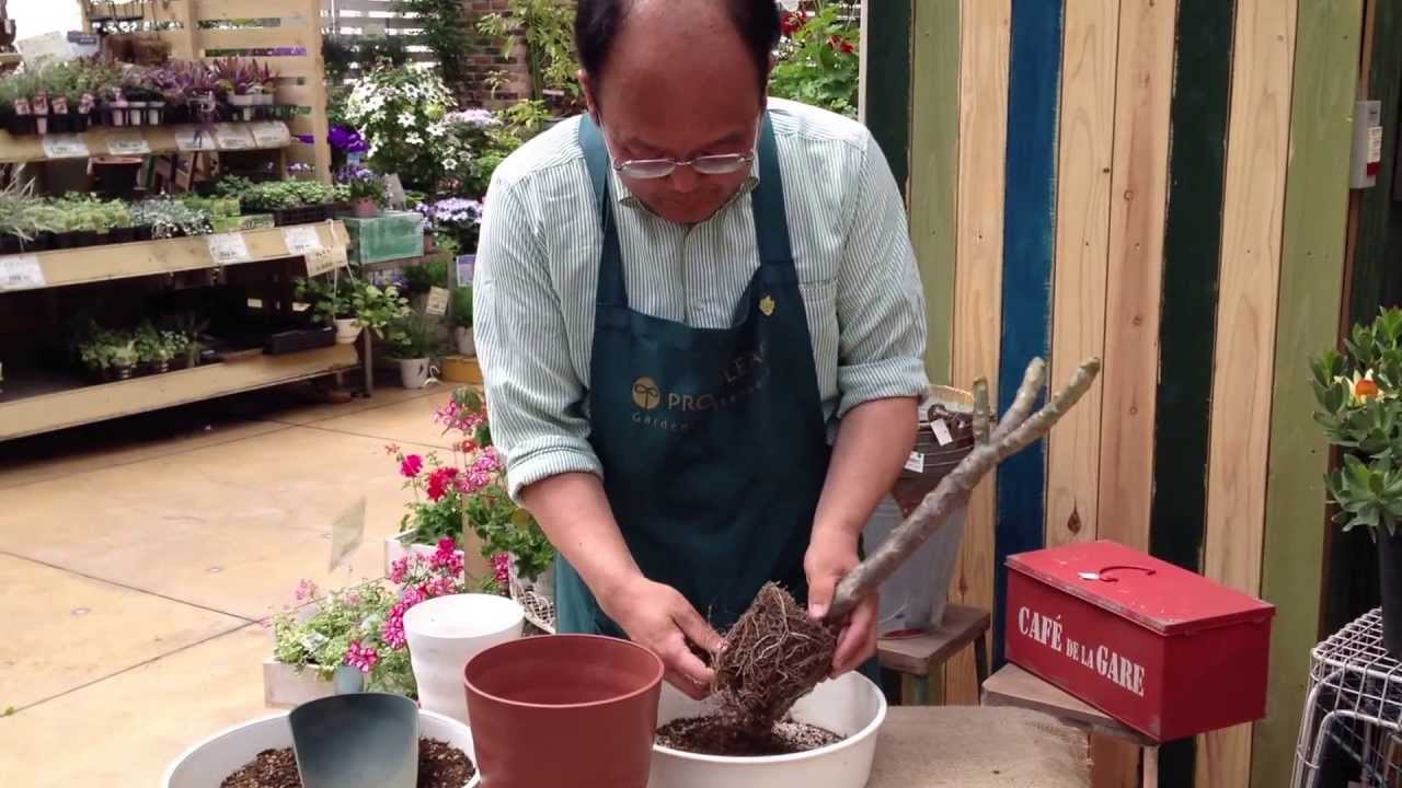 プルメリアの植え付け 植え替え Youtube