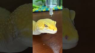 The World’s Most Unique Chameleon Will Blow Your Mind 🦎😱 #shorts #viral
