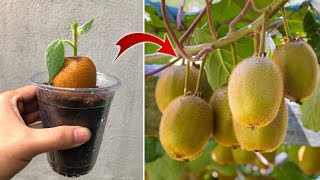 Few people know that kiwi can be propagated this way | Relax Garden