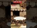 भारत का एक ऐसा मंदिर जहां चूहो की पूजा होती है || karni mata temple  #ytshorts #facts #hindutemple