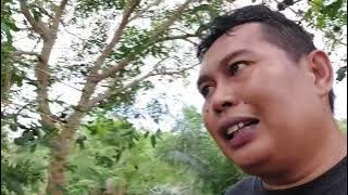 Analisis budidaya JENGKOL !